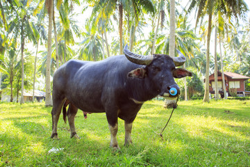 Water black buffalo in Thailand Koh Samui island