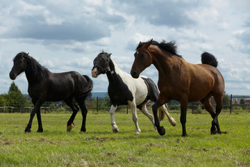 Pferdetrio