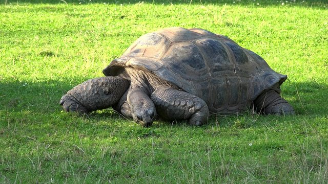 Santa Cruz Galapagos giant tortoise (Chelonoidis nigra). 