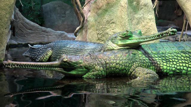 Group of gharials (Gavialis gangeticus).