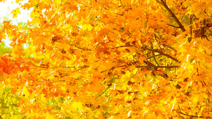 autumn leaves fall trees nature background