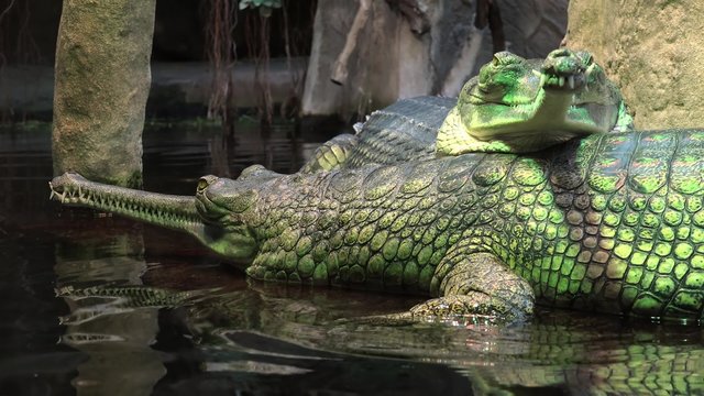 Group of gharials (Gavialis gangeticus).