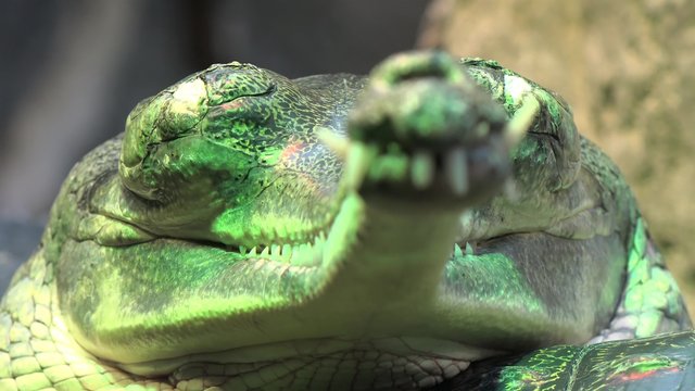 Close-up of a gharial snout (Gavialis gangeticus).