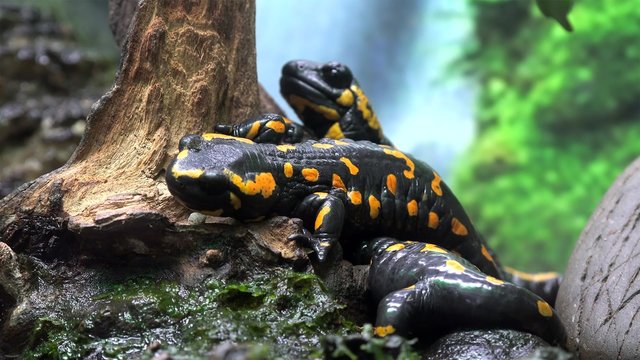 Fire salamander (Salamandra salamandra)