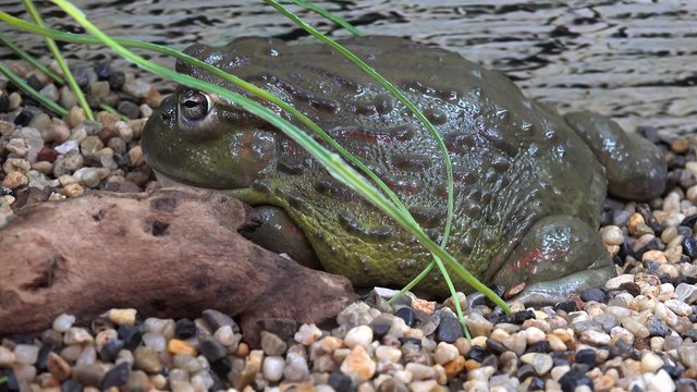 African bullfrog (Pyxicephalus adspersus)