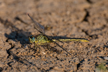 Libellule 