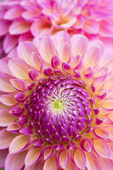 Close up of two large dahlia blossoms completely filling the frame with petals.
