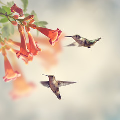 Obraz premium Ruby Throated Hummingbirds
