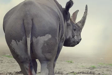 Wall murals Rhino Black Rhinoceros