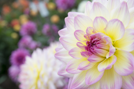 Close-up of a large purple and yellow dahlia blossom in a flower bed. Right half of frame is out of focus flowers and foliage.