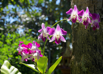 purple orchid flowers
