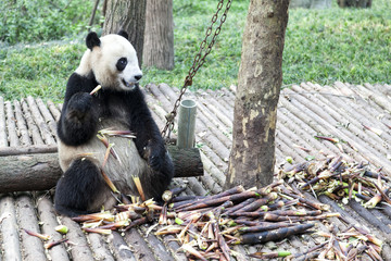Giant Panda Bear