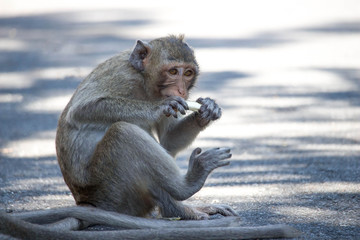 食べるサル
