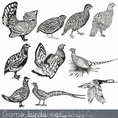 Set of detailed hand drawn game birds