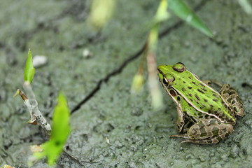田んぼの蛙