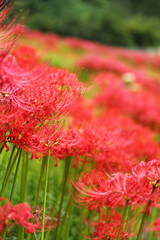 稲淵の棚田の彼岸花