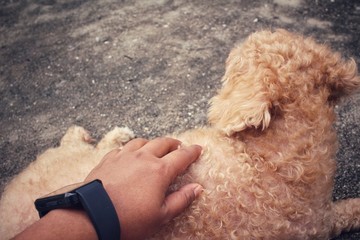 Poodle dog with hand