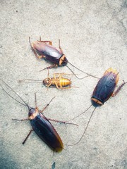 Cockroach