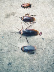 Cockroach