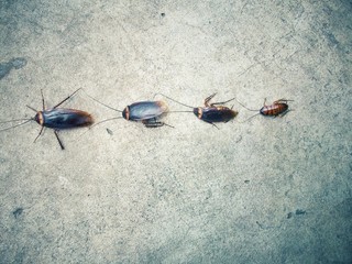 Cockroach