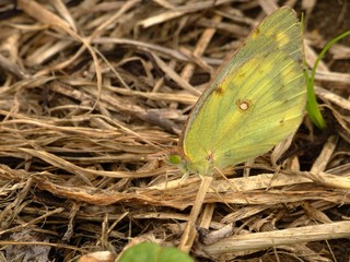 yellow butterfly on the ground #2
