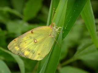 yellow butterfly on the grass