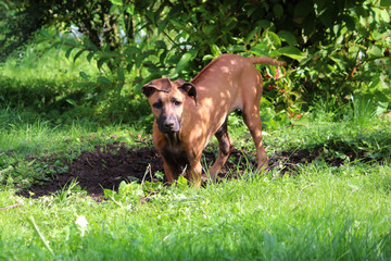 Rhodesian Ridgeback Junghund buddelt Loch 2