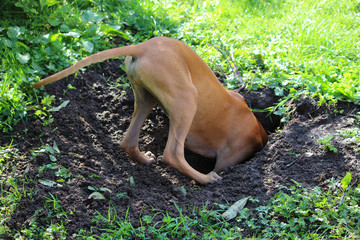 Rhodesian Ridgeback Junghund buddelt Loch 1