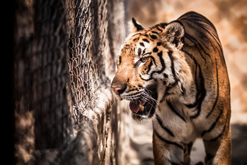 Tiger walks in a cage