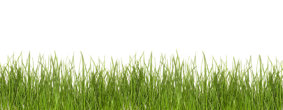 grass green isolate on a white background
