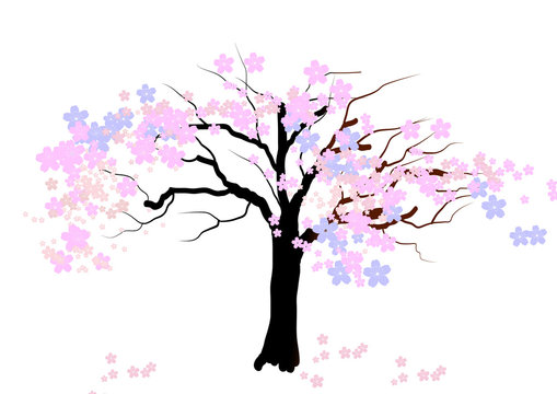 Cherry blossom tree on white background,vector illustration