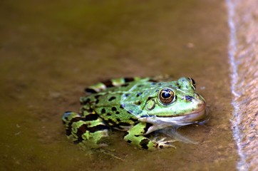 frog