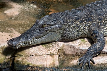 crocodile