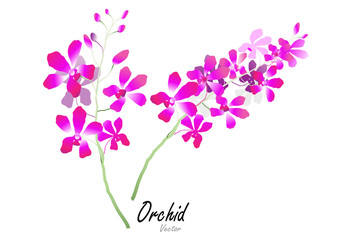 Naklejka premium Orchid flowers ,purple orchid on white background,Vector illustration