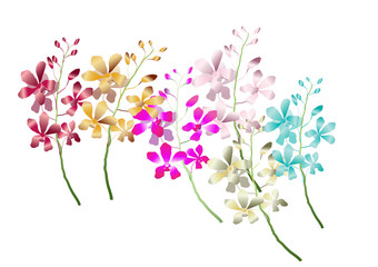 Orchid flowers different color  red,blue,yellow,pink, Vector illustration