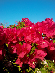 bougainvilleas flower