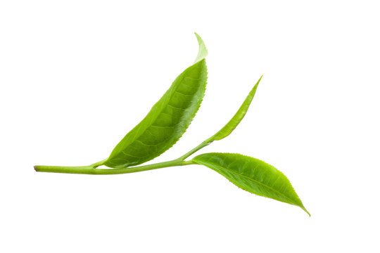 green tea leaf isolated on white background