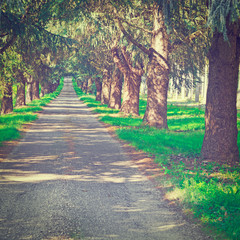 Fototapeta premium Forest Road