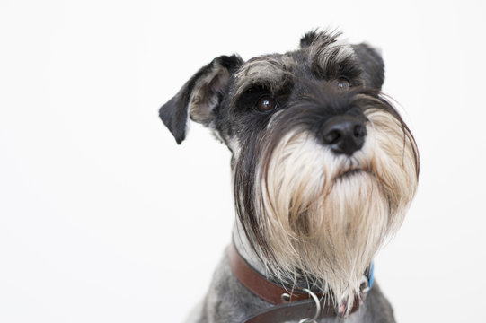 The Wise Schnauzer Dog