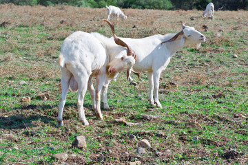 Obraz na płótnie Canvas White Goats