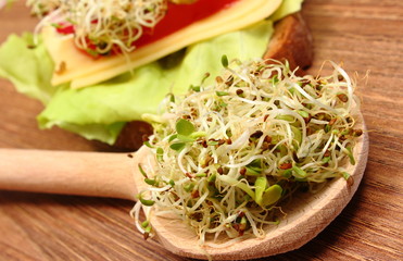 Alfalfa and radish sprouts on spoon and vegetarian sandwich