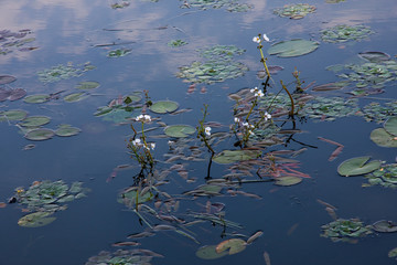 Водяная лилия