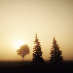 Słońce przebijające się przez mgłę. - obrazy, fototapety, plakaty
