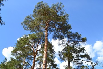 Сосны на фоне неба