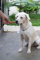 Hungry labrador retriever is waiting for feeding.