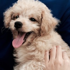 Render the Poodle