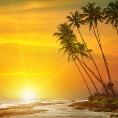Obraz na płótnie Canvas sun rise, tropical palm trees and ocean