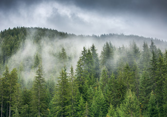 Misty pine forest on the mountain slope in a nature reserve, sun