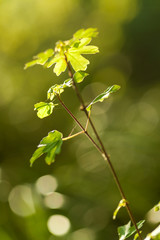 ramoscello di quercia nella luce del tramonto. Pallini di bokeh sullo sfondo