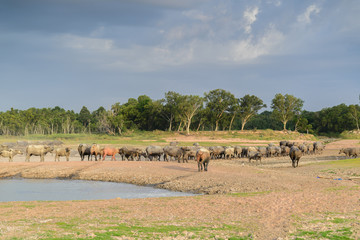 Fototapeta na wymiar Buffalo herd in blue sky